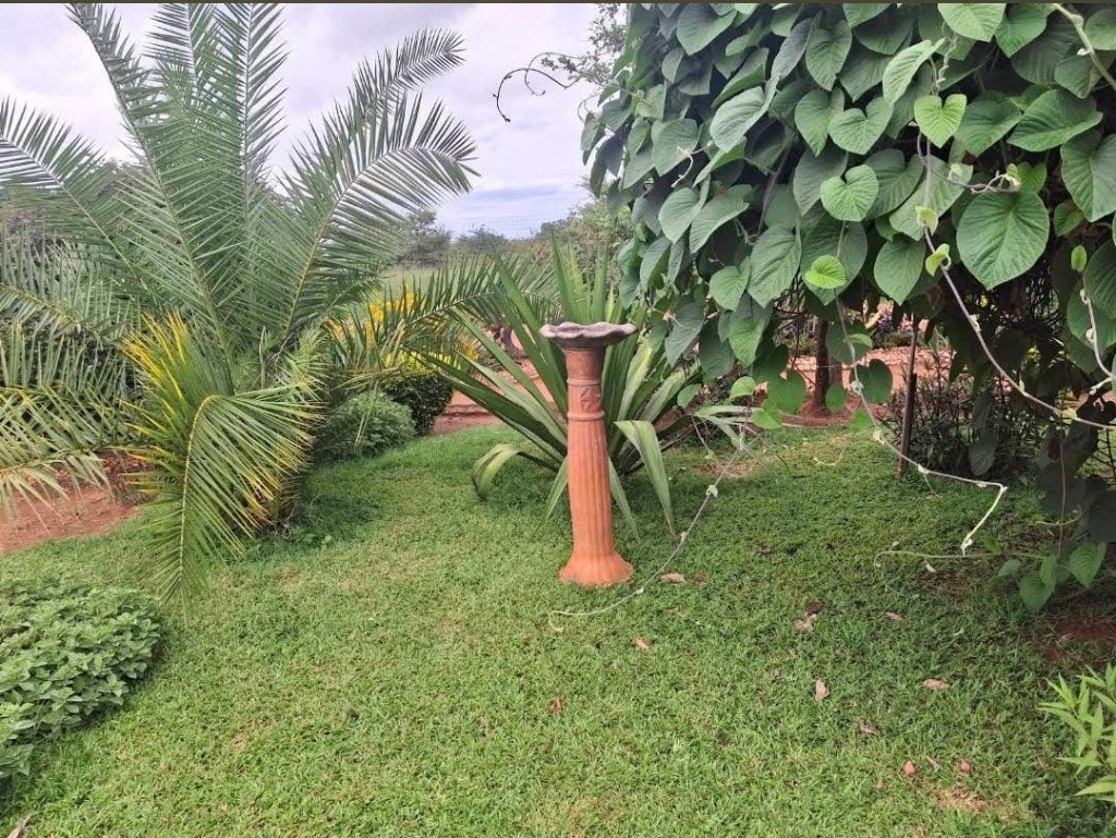 Palm Garden & Terracotta Birdbath Sanctuary